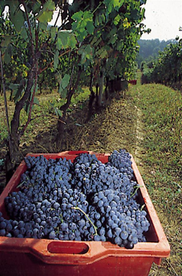 Marchesi Incisa Winery Lodge Rocchetta Tanaro 외부 사진